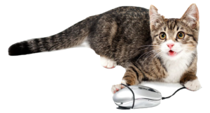 Среда обитания компьютера. Кошка с мышкой.